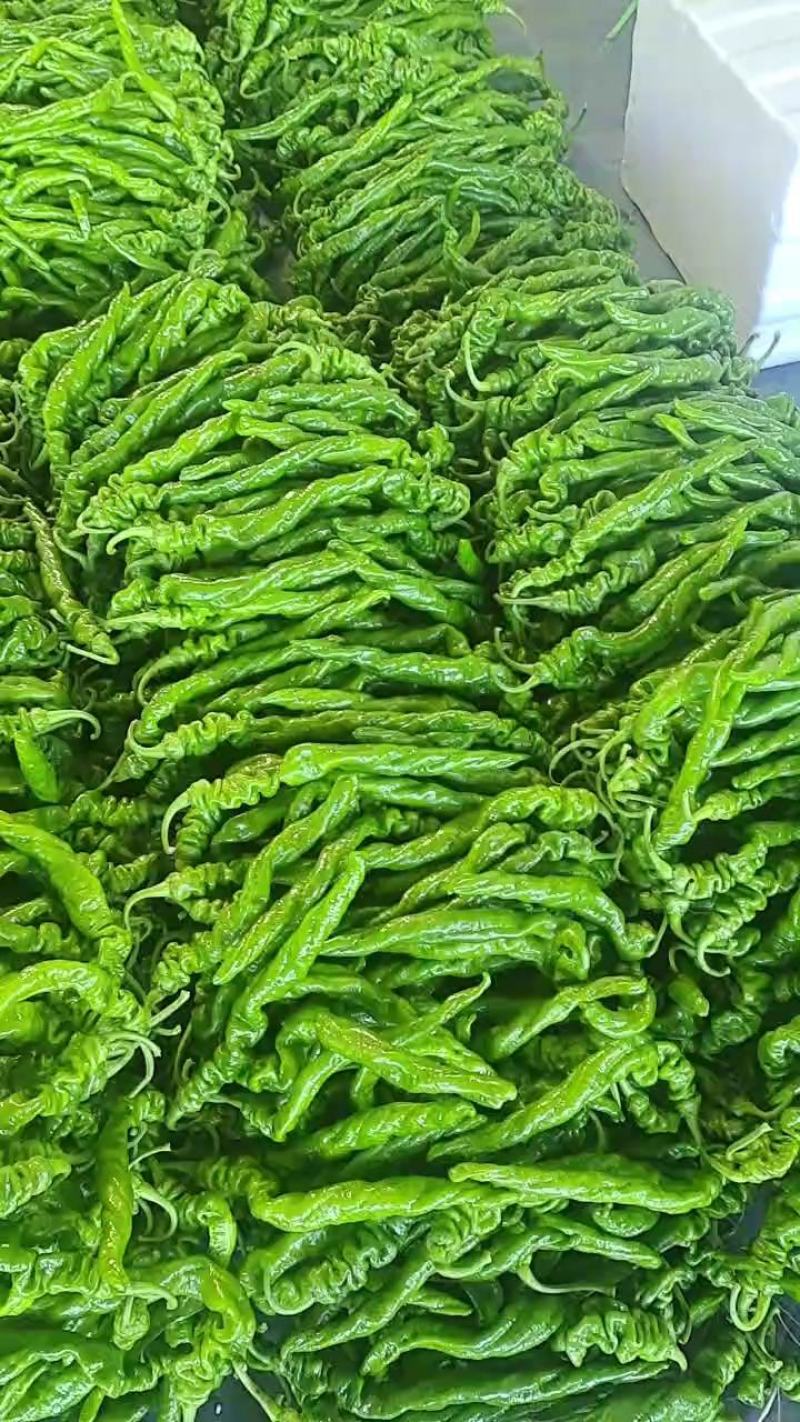 精品螺丝椒，山东费县秋延迟万亩螺丝椒，龙椒原产地