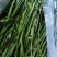 燕麦草种子养殖牧草耐寒种籽高产鱼饲料草籽绿肥牛羊草种籽