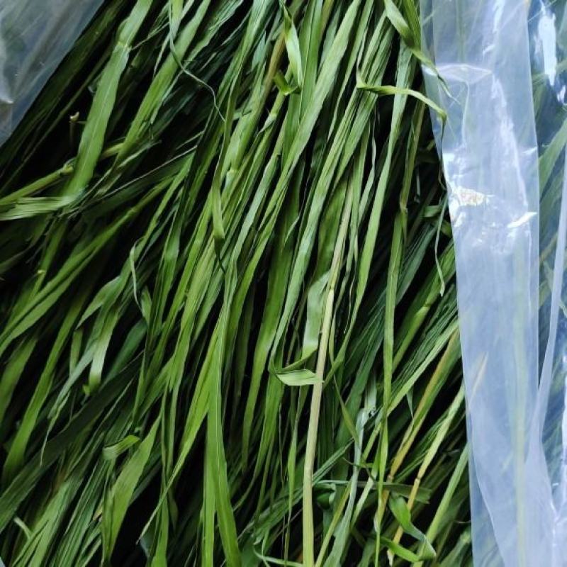 燕麦草种子养殖牧草耐寒种籽高产鱼饲料草籽绿肥牛羊草种籽
