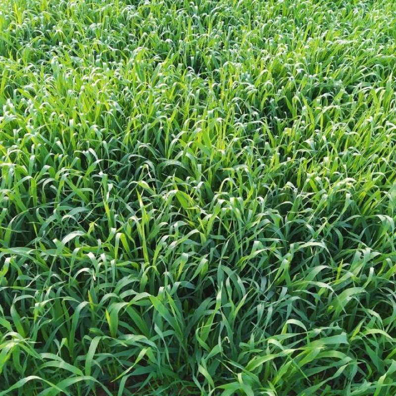 燕麦草种子养殖牧草耐寒种籽高产鱼饲料草籽绿肥牛羊草种籽