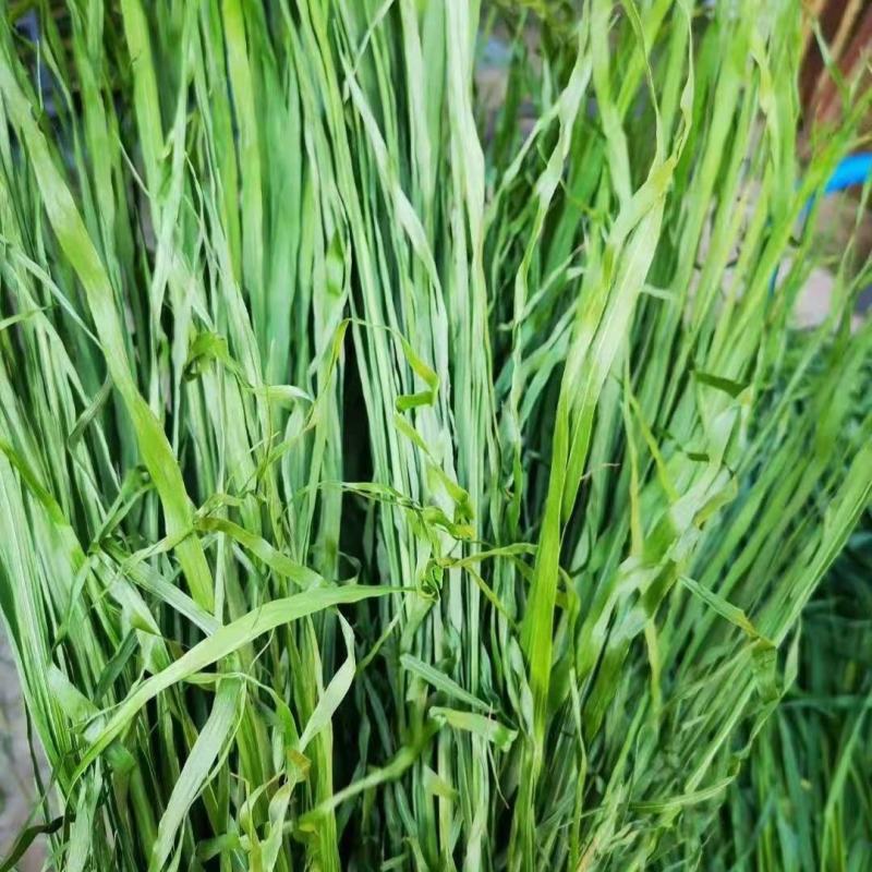 燕麦草种子养殖牧草耐寒种籽高产鱼饲料草籽绿肥牛羊草种籽