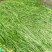 燕麦草种子养殖牧草耐寒种籽高产鱼饲料草籽绿肥牛羊草种籽
