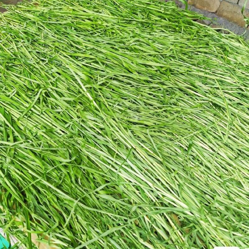燕麦草种子养殖牧草耐寒种籽高产鱼饲料草籽绿肥牛羊草种籽