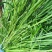 燕麦草种子养殖牧草耐寒种籽高产鱼饲料草籽绿肥牛羊草种籽