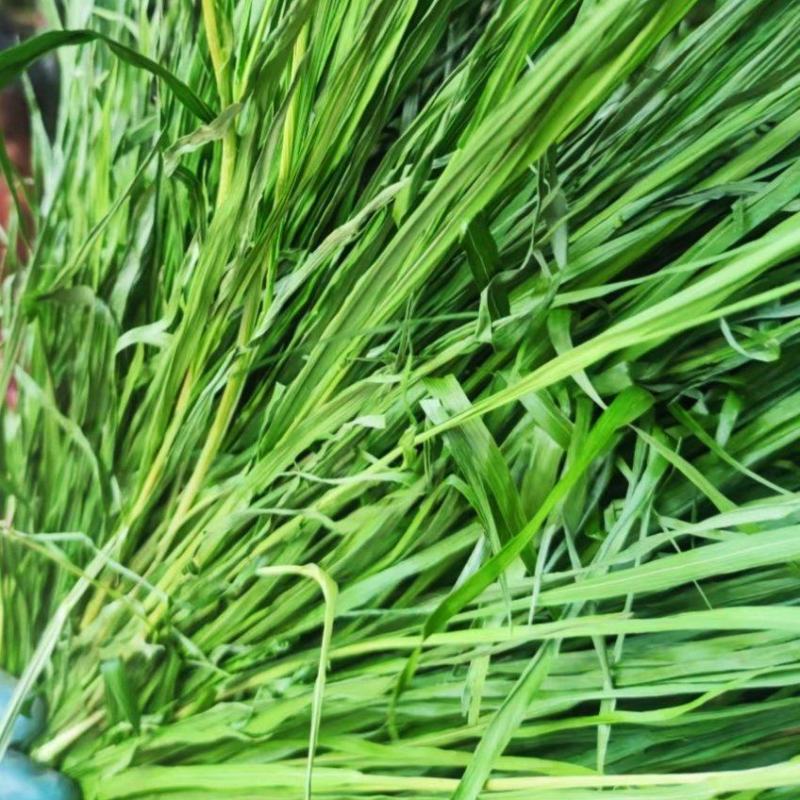 燕麦草种子养殖牧草耐寒种籽高产鱼饲料草籽绿肥牛羊草种籽