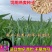 燕麦草种子养殖牧草耐寒种籽高产鱼饲料草籽绿肥牛羊草种籽