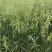 燕麦草种子养殖牧草耐寒种籽高产鱼饲料草籽绿肥牛羊草种籽