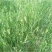 燕麦草种子养殖牧草耐寒种籽高产鱼饲料草籽绿肥牛羊草种籽
