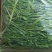 燕麦草种子养殖牧草耐寒种籽高产鱼饲料草籽绿肥牛羊草种籽
