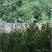 燕麦草种子养殖牧草耐寒种籽高产鱼饲料草籽绿肥牛羊草种籽