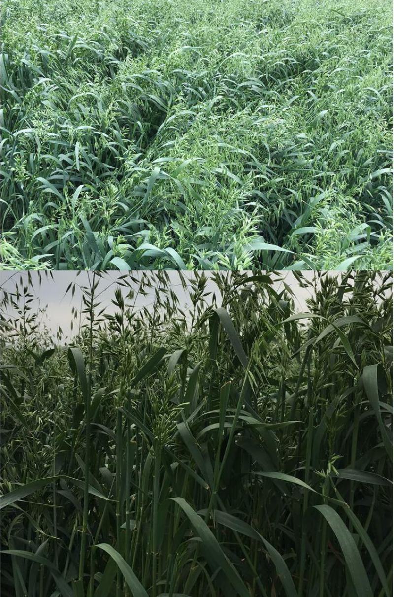 燕麦草种子养殖牧草耐寒种籽高产鱼饲料草籽绿肥牛羊草种籽