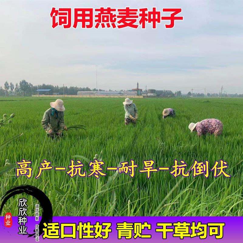 燕麦草种子养殖牧草耐寒种籽高产鱼饲料草籽绿肥牛羊草种籽