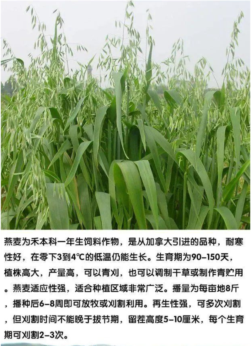 燕麦草种子养殖牧草耐寒种籽高产鱼饲料草籽绿肥牛羊草种籽