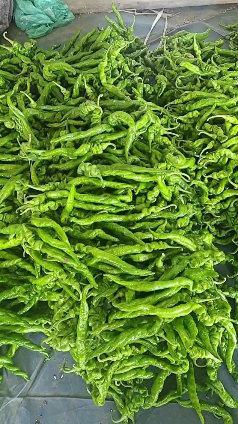 精品螺丝椒，山东费县秋延迟万亩螺丝椒，龙椒原产地