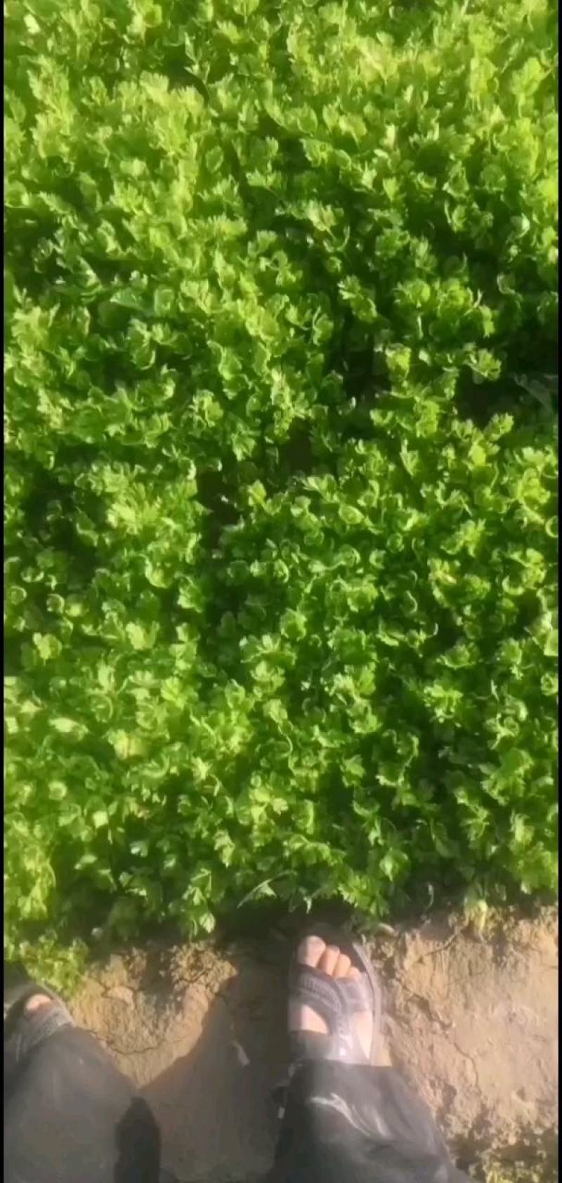 济宁芹菜苗