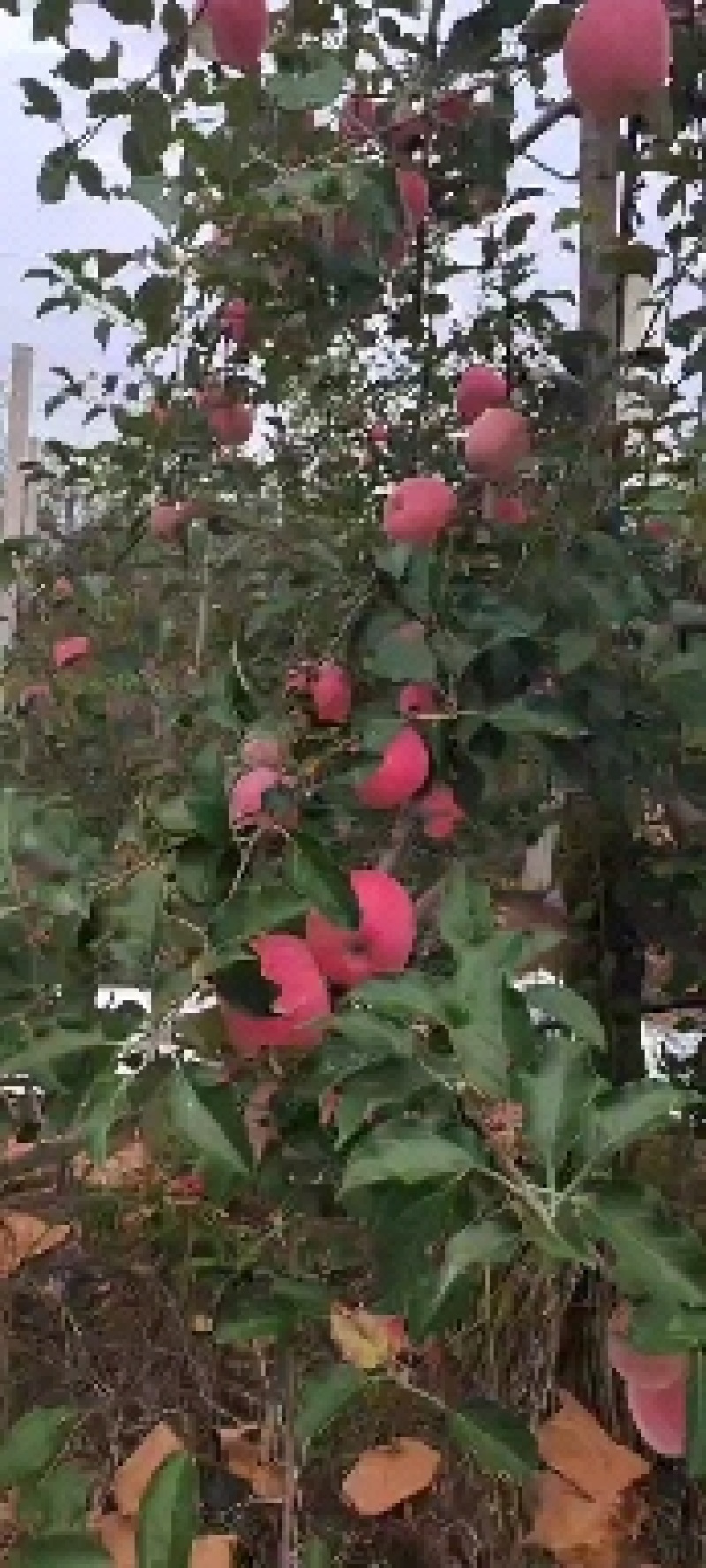 陕甘红富士