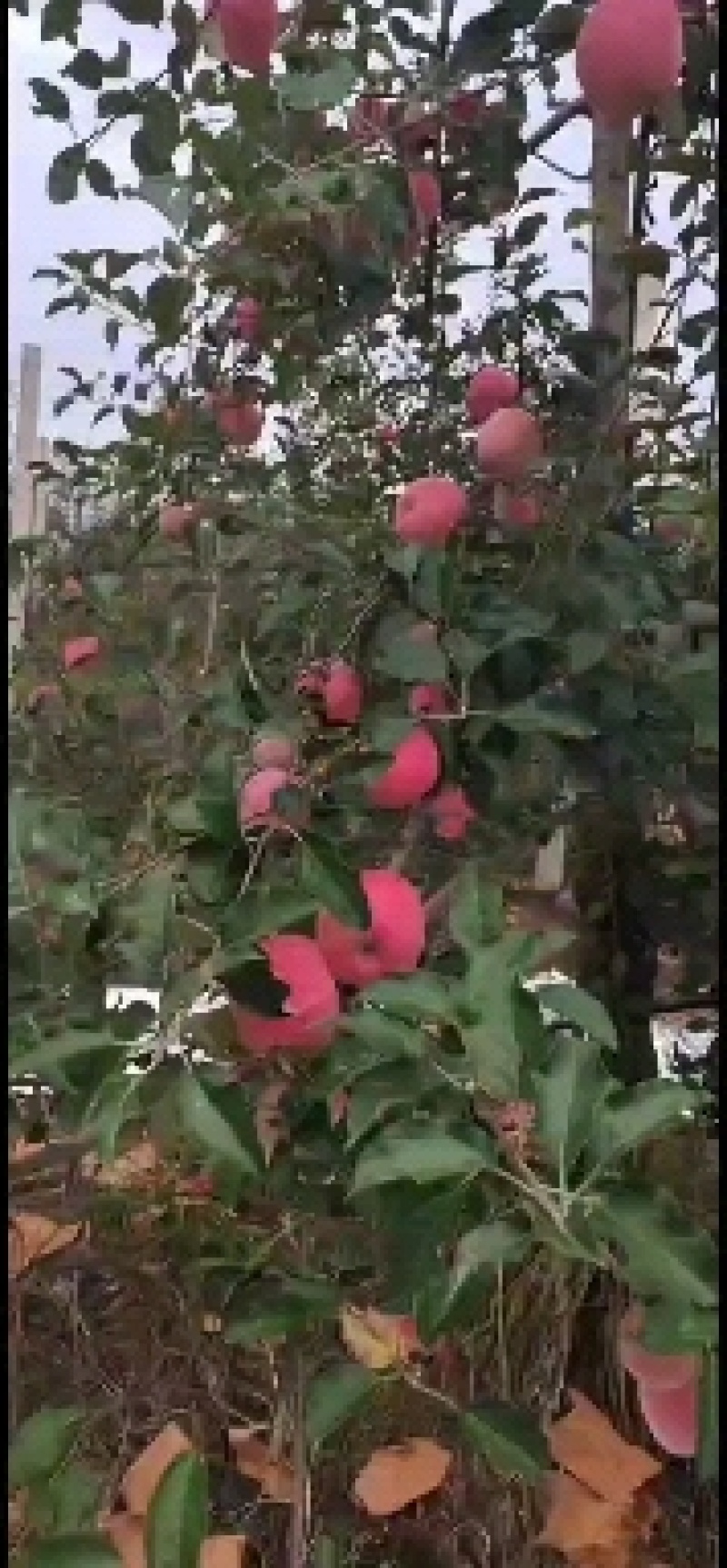 陕甘红富士