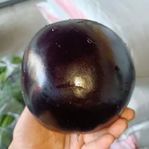 青州紫光圆茄大量有货，质优价廉
