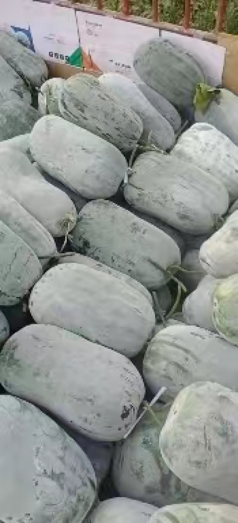 【精选】白皮冬瓜，精品四川凉山白皮冬瓜产地直发