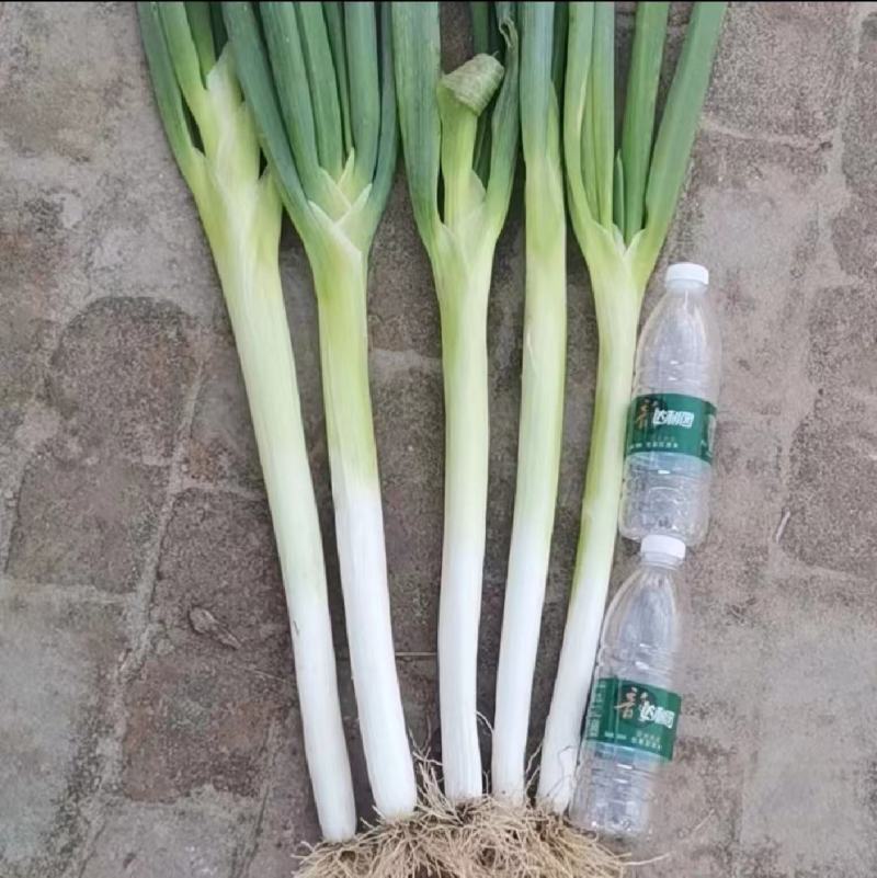 精品大葱扶余大量出货，品质好