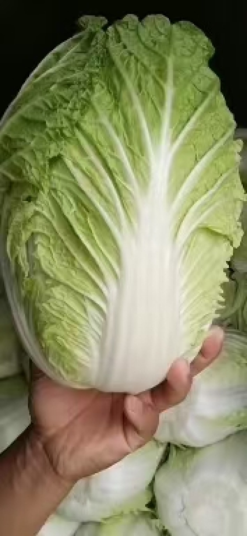 精品大白菜，质量好，货源充足