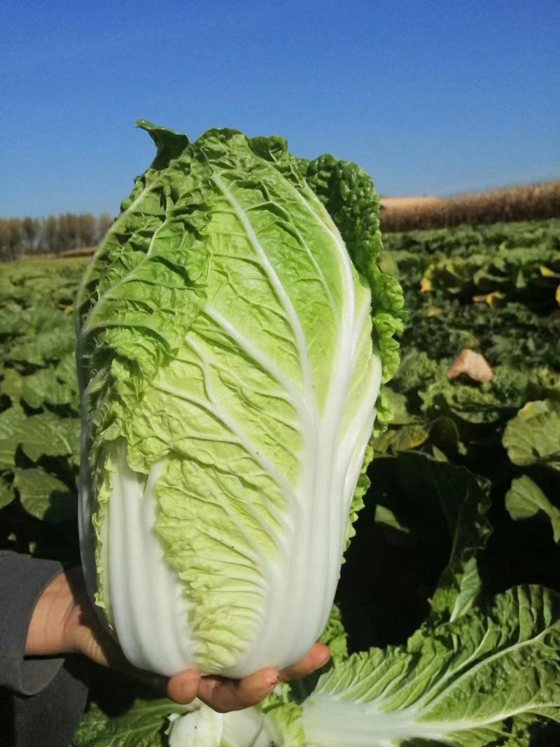精品大白菜，质量好，货源充足