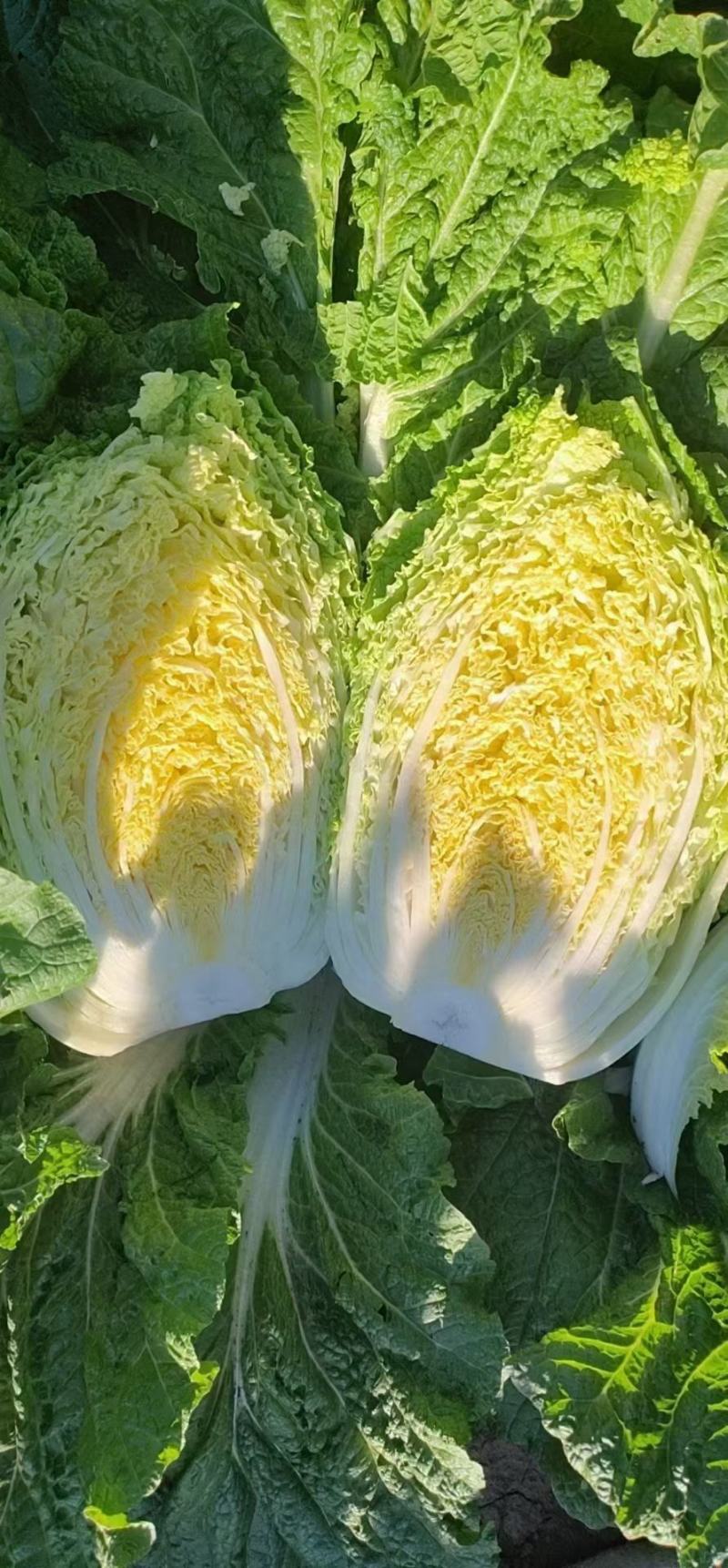 精品大白菜，质量好，货源充足