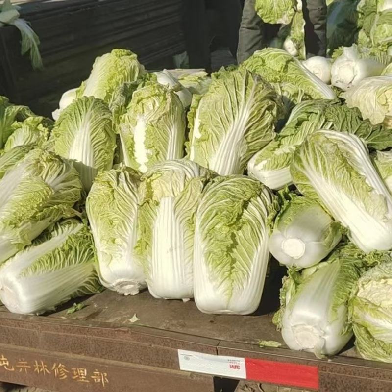 精品大白菜，质量好，货源充足