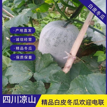 【精选】白皮冬瓜，精品四川凉山白皮冬瓜产地直发