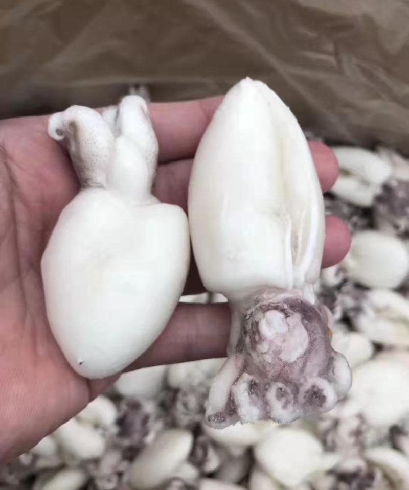 墨鱼仔，工厂直发，肉质肥美，大量上市中，一件代发