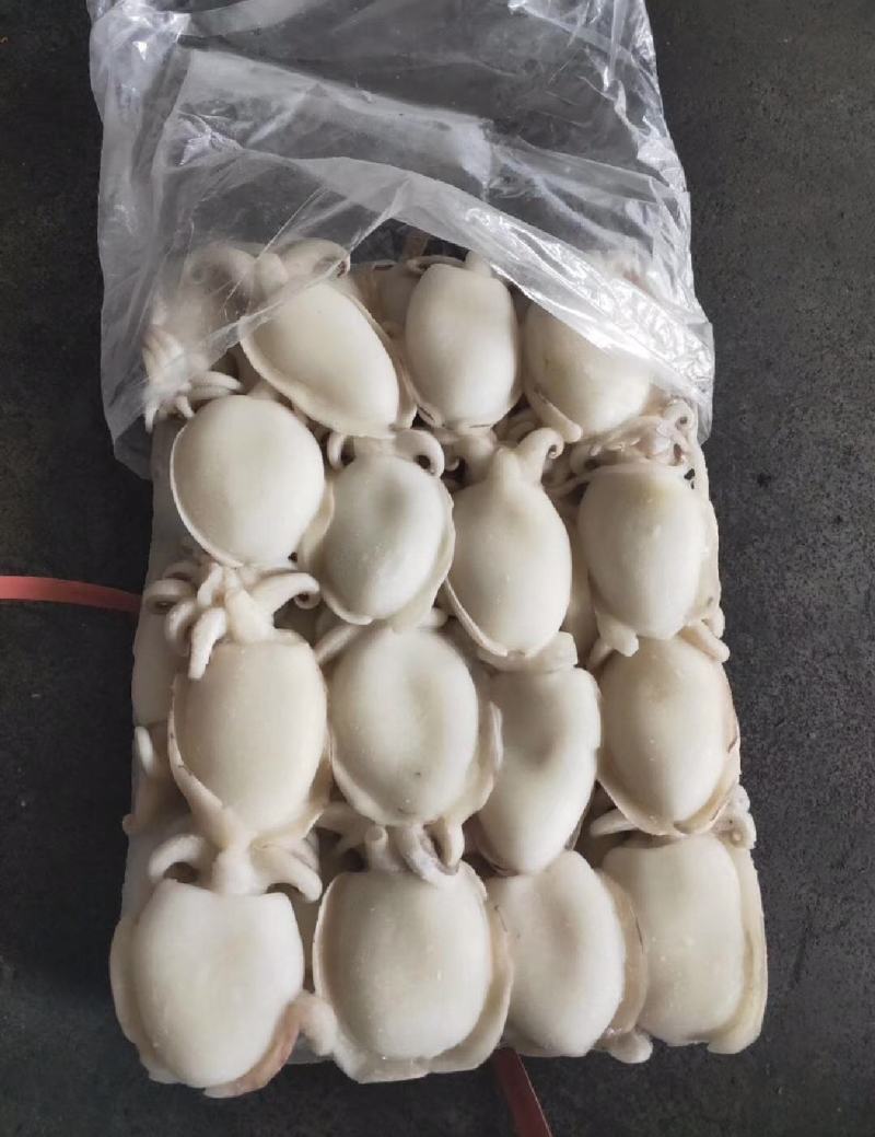 墨鱼仔，工厂直发，肉质肥美，大量上市中，一件代发