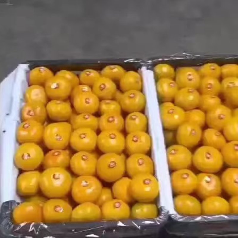 【实力】蜜桔南丰蜜橘大量上市，皮毛好品质保证，现采现发，