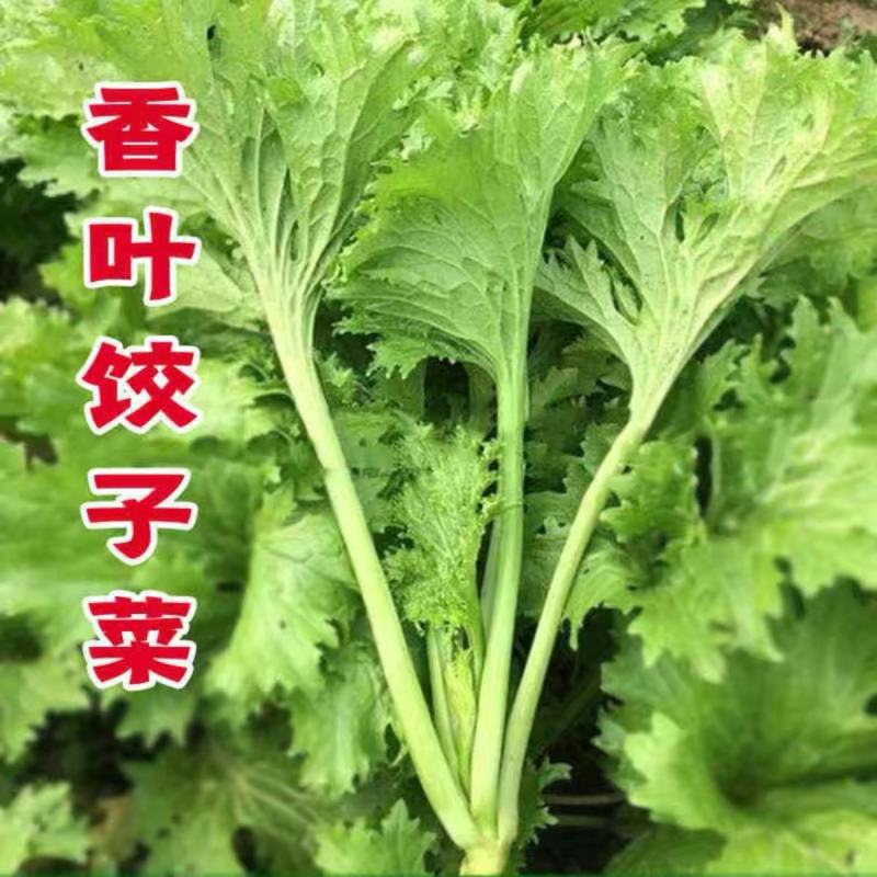 川崎香菜种子香芥菜种子青菜籽香叶饺子菜特色菜春秋农家蔬菜