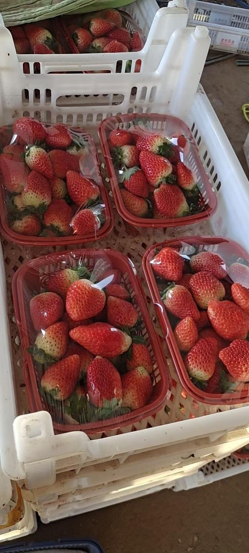河南草莓小果次果精品果齐全长期供应量大价优一手货源批发零