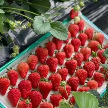河南草莓小果次果精品果齐全长期供应量大价优一手货源批发零