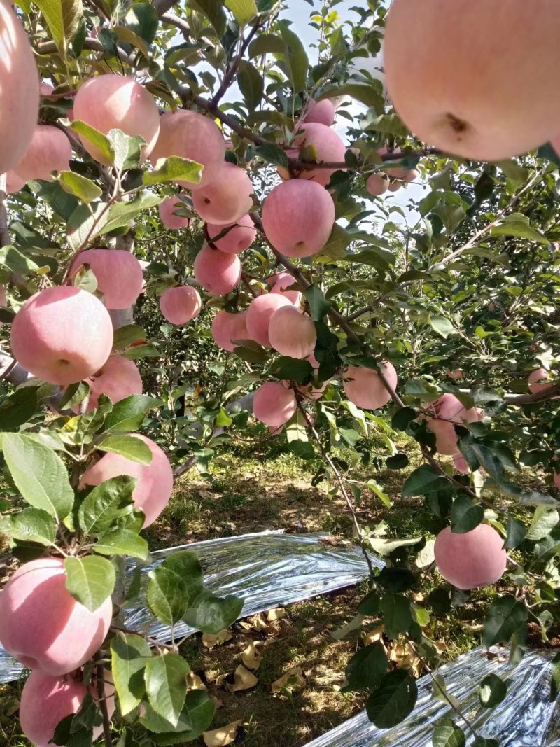 好吃的富士苹果纯甜可口3.5元一斤