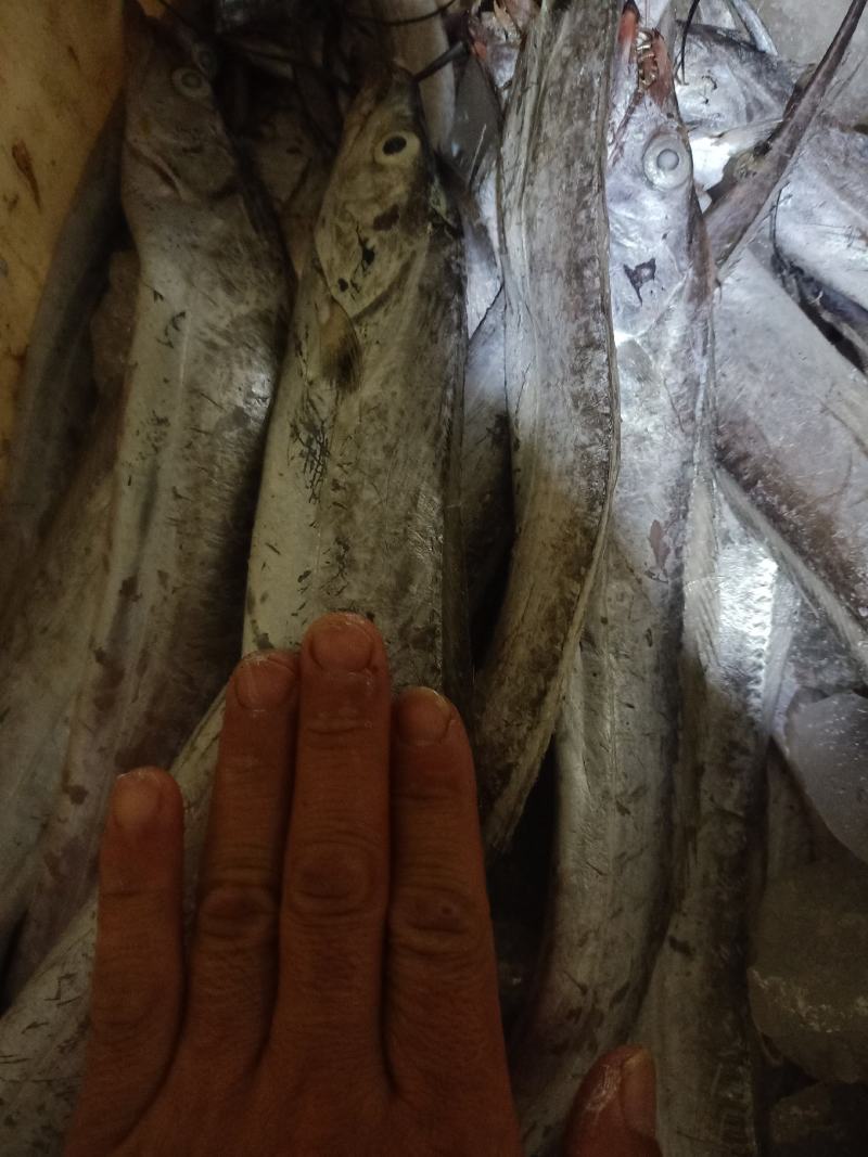 优质黄海带鱼，肉质鲜嫩，美味鲜，可发全国