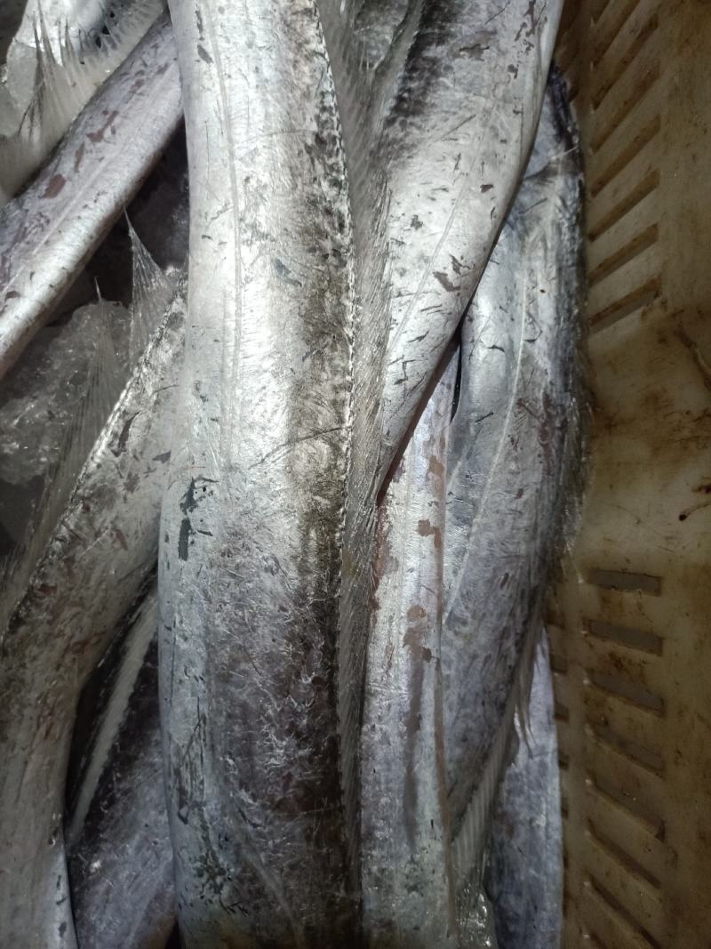 优质黄海带鱼，肉质鲜嫩，美味鲜，可发全国