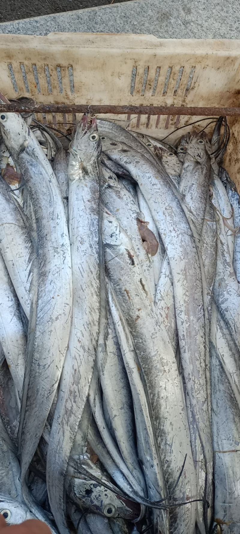 优质黄海带鱼，肉质鲜嫩，美味鲜，可发全国
