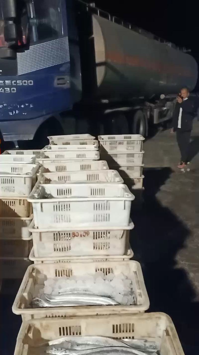 优质黄海带鱼，肉质鲜嫩，美味鲜，可发全国
