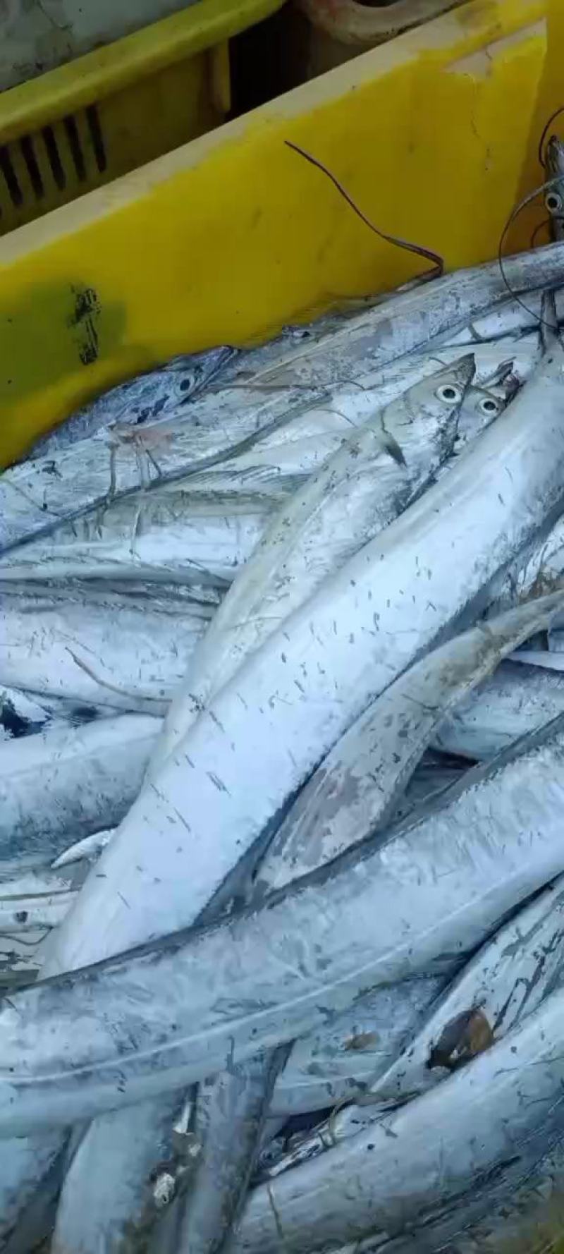 优质黄海带鱼，肉质鲜嫩，美味鲜，可发全国