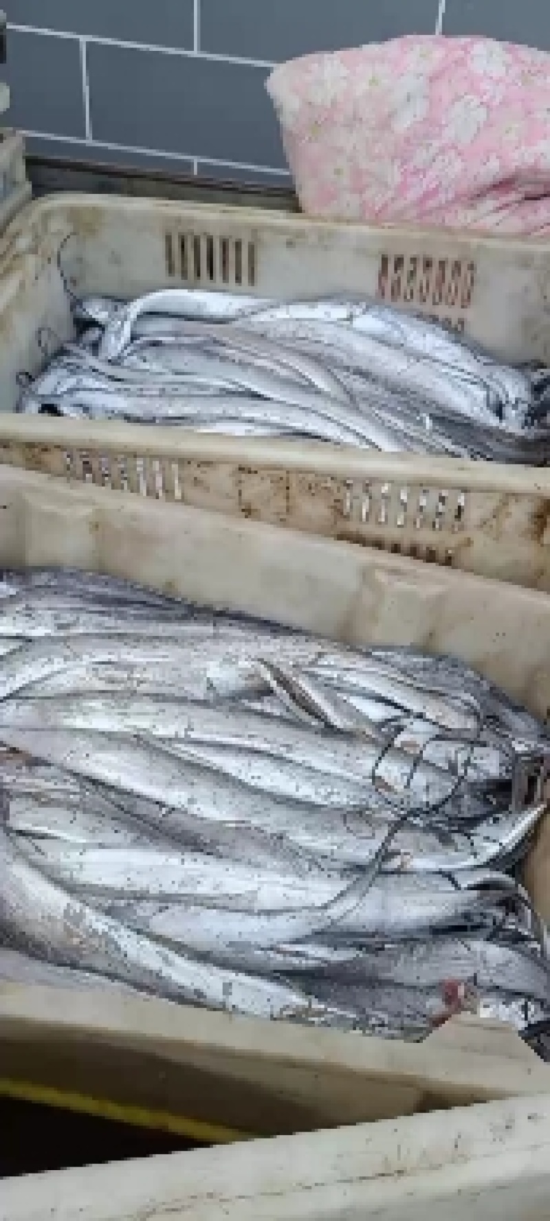 优质黄海带鱼，肉质鲜嫩，美味鲜，可发全国