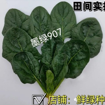 菠菜新品种墨绿907：墨绿色抗寒性好耐抽苔适应广