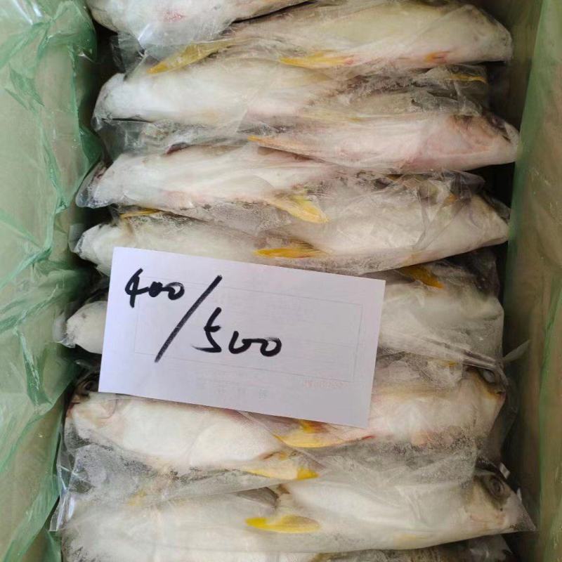 无冰金鲳鱼，工厂直发，大量上市中，欢迎各位老板采购