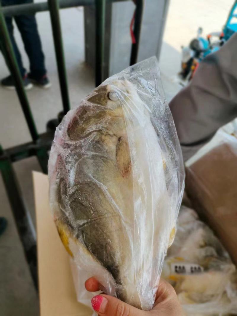 无冰金鲳鱼，工厂直发，大量上市中，欢迎各位老板采购