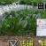 菠菜新品种墨绿907：墨绿色抗寒性好耐抽苔适应广