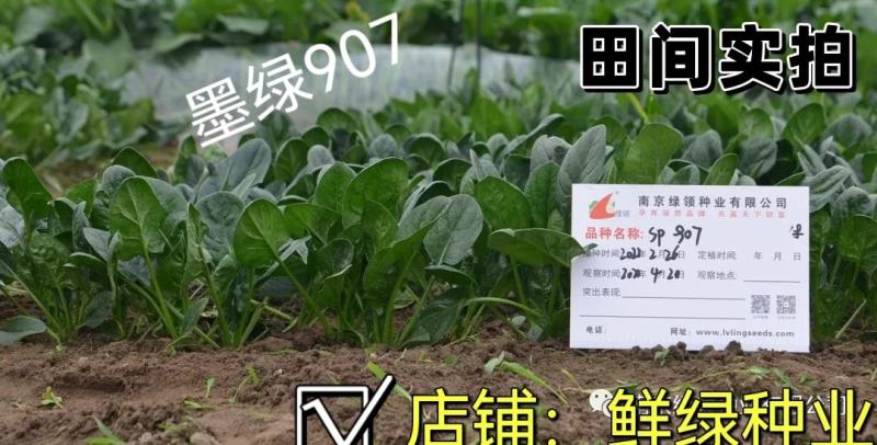 菠菜新品种墨绿907：墨绿色抗寒性好耐抽苔适应广