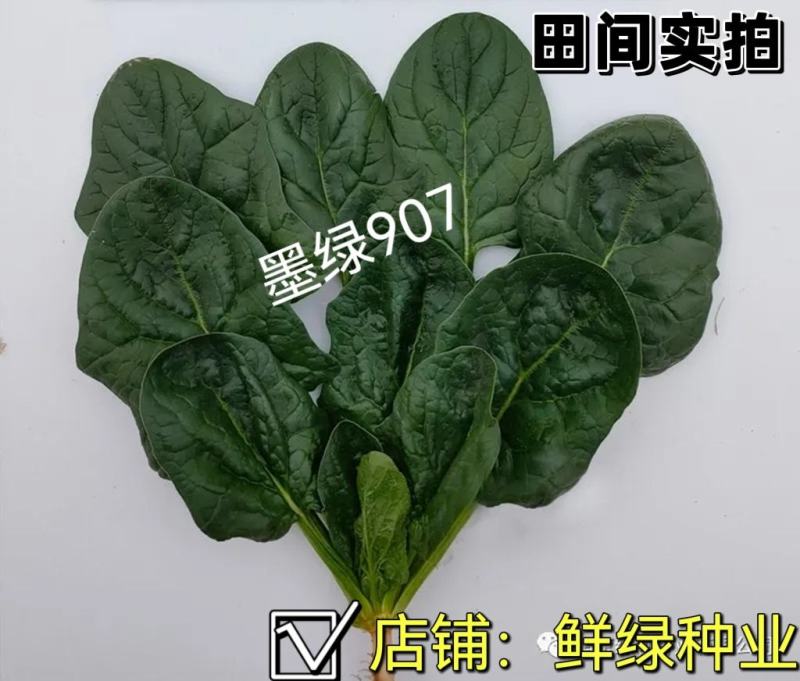 菠菜新品种墨绿907：墨绿色抗寒性好耐抽苔适应广