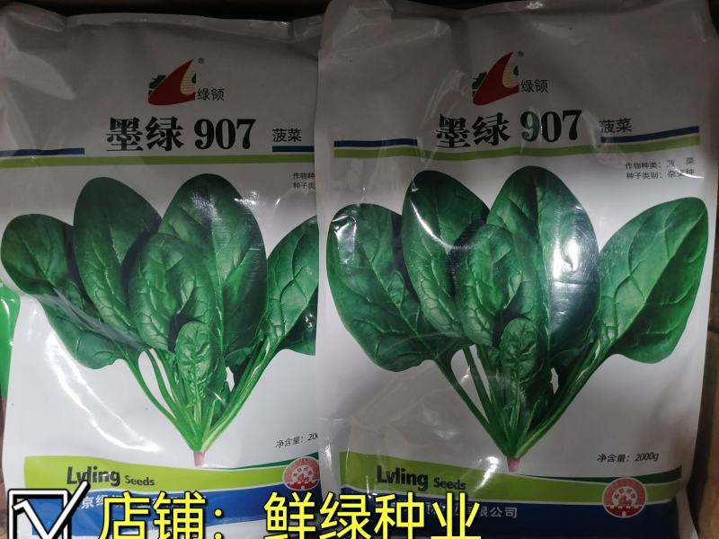 菠菜新品种墨绿907：墨绿色抗寒性好耐抽苔适应广