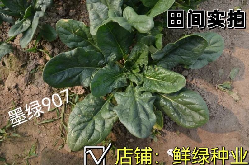 菠菜新品种墨绿907：墨绿色抗寒性好耐抽苔适应广